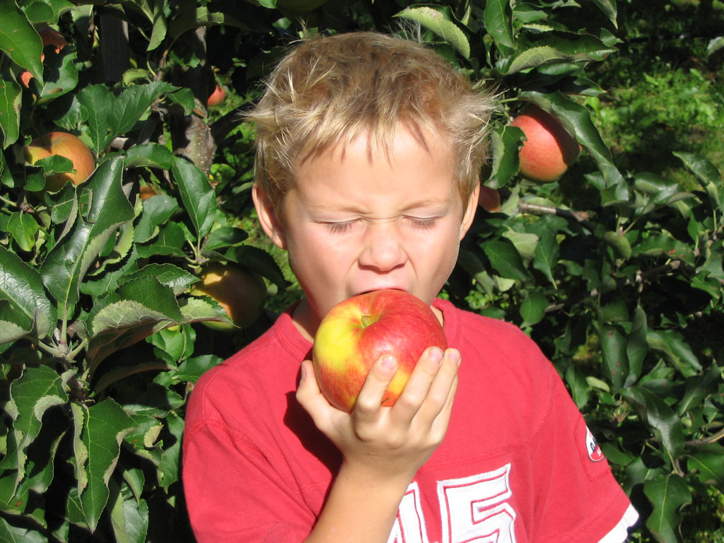 Knackig frische Äpfel sind Vitamin-Power